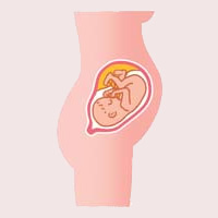 妊娠中期 妊娠24 27週 ７か月 赤ちゃん 子育てインフォ